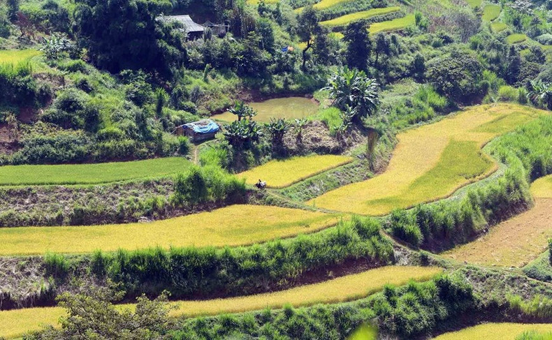Campos de terrazas doradas en el distrito de Tam Duong de Lai Chau.