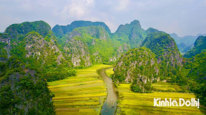 Tras los días de lluvia, comienza la temporada del arroz dorado en Ninh Binh.