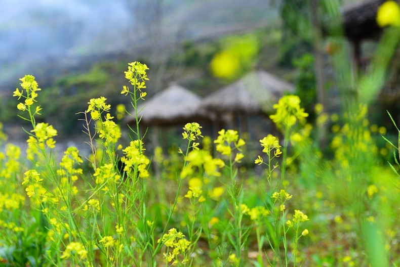 El color amarillo de las flores de mostaza otorga cierto brillo a la meseta rocosa. El color amarillo de las flores de mostaza otorga cierto brillo a la meseta rocosa.