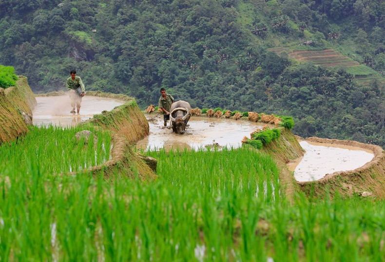 Cuando el agua llena los campos, también es el momento en que la gente ara la tierra y planta arroz. Cuando el agua llena los campos, también es el momento en que la gente ara la tierra y planta arroz.