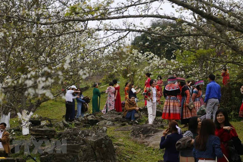 Actualmente la comuna cultiva la pera en más de 105 hectáreas.
