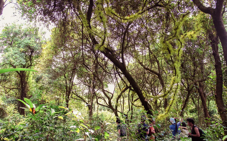 Los bosques primitivos en Co To son ideales para el turismo de descubrimiento. Los bosques primitivos en Co To son ideales para el turismo de descubrimiento.