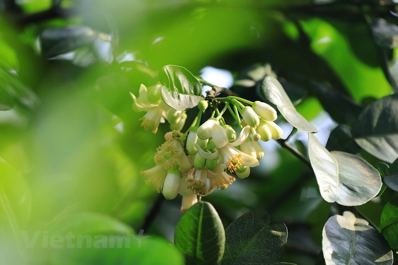 Las flores blancas embellecen las calles en Hanói y gustan mucho a los lugareños para decorar sus casas o marinar el té.