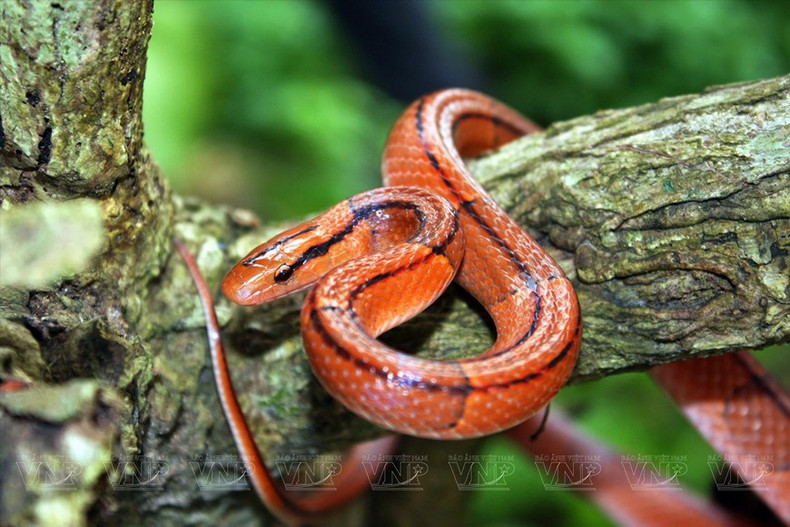 En el Parque Nacional Cat Ba todavía existen muchos reptiles, como serpientes y lagartos. En el Parque Nacional Cat Ba todavía existen muchos reptiles, como serpientes y lagartos.