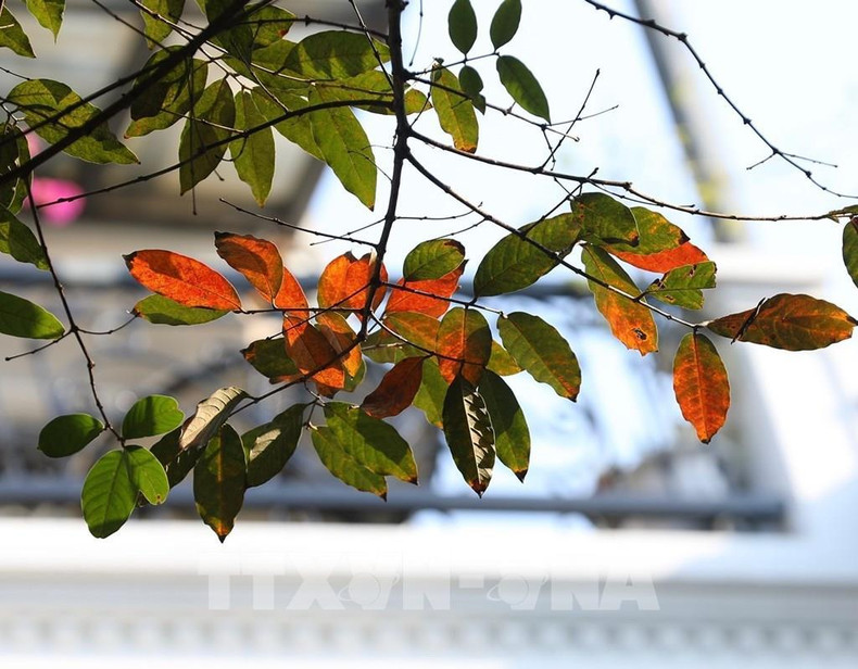 Las hojas cambian su color, señalando el final de otoño.