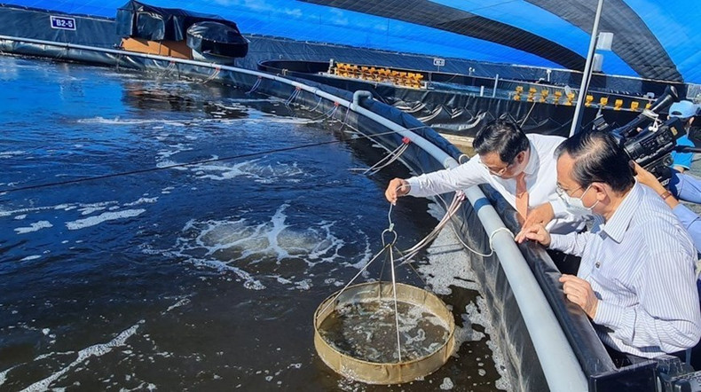 Modelo de cría de camarones de alta tecnología vinculado a la protección ambiental en el Área de Agricultura de Alta Tecnología de la provincia de Bac Lieu. (Fotografía: VNA)