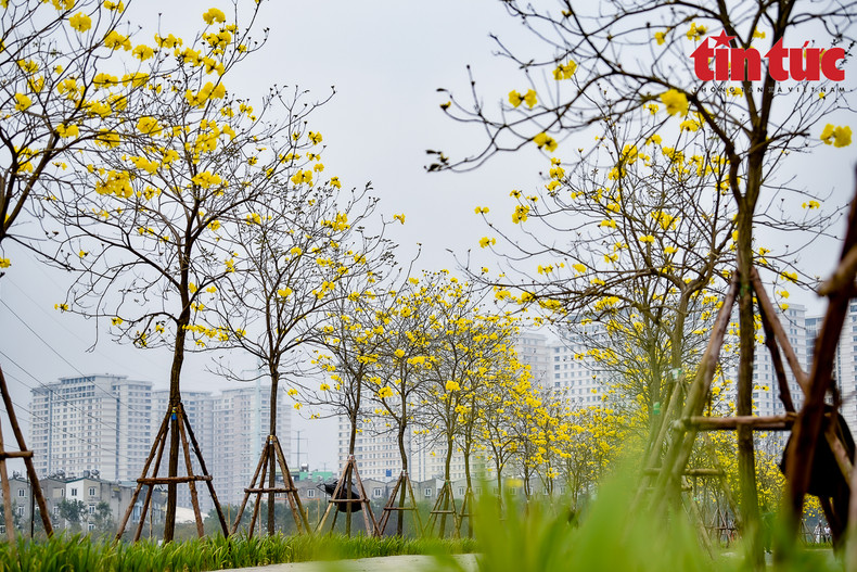 La calle floral llama la atención de una gran cantidad de capitalinos. La calle floral llama la atención de una gran cantidad de capitalinos.