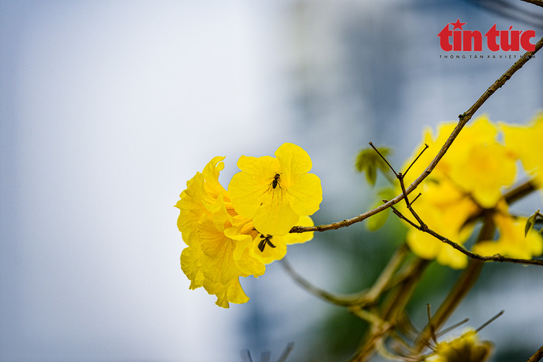 Las flores tienen forma de campana y crecen en ramos. Las flores tienen forma de campana y crecen en ramos.