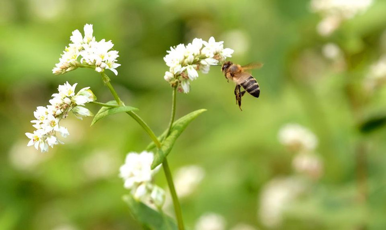 Las flores de alforfón son un símbolo del turismo en Ha Giang.