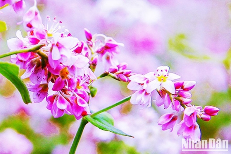 Las flores violetas del alforfón. Las flores violetas del alforfón.