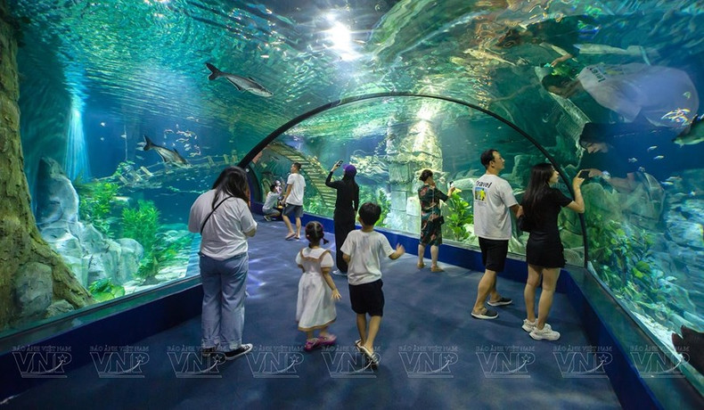 En el Acuario Lotte World Hanoi, los visitantes no sólo pueden admirar la misteriosa belleza de miles de criaturas marinas sino también sentir la vida mágica bajo el océano.