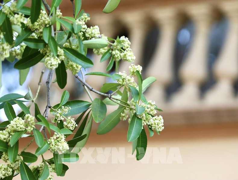 Hoa Sua, flor típica del otoño hanoyense.