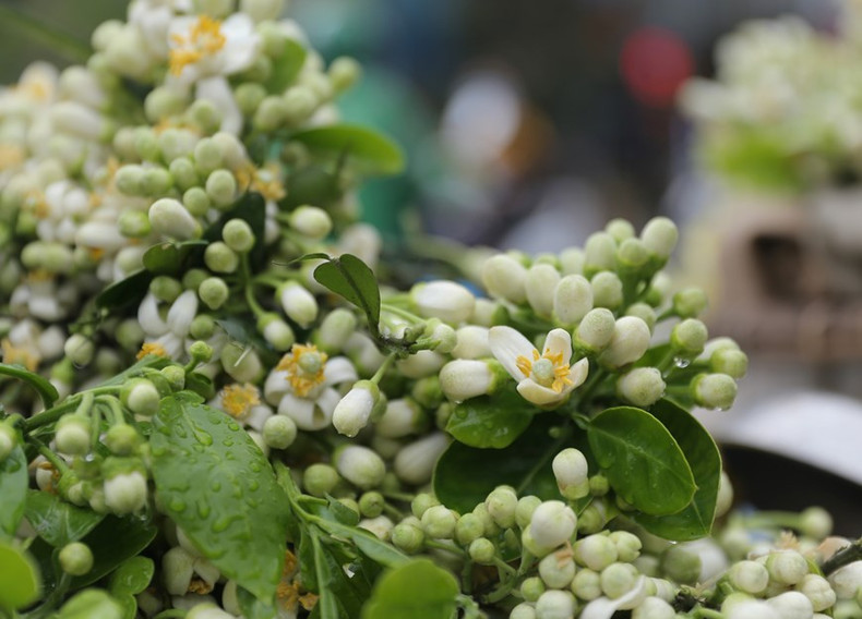 Las flores de pomelo destacan por su color blanco y aroma fragante, por lo que gozan de la preferencia de muchas personas.