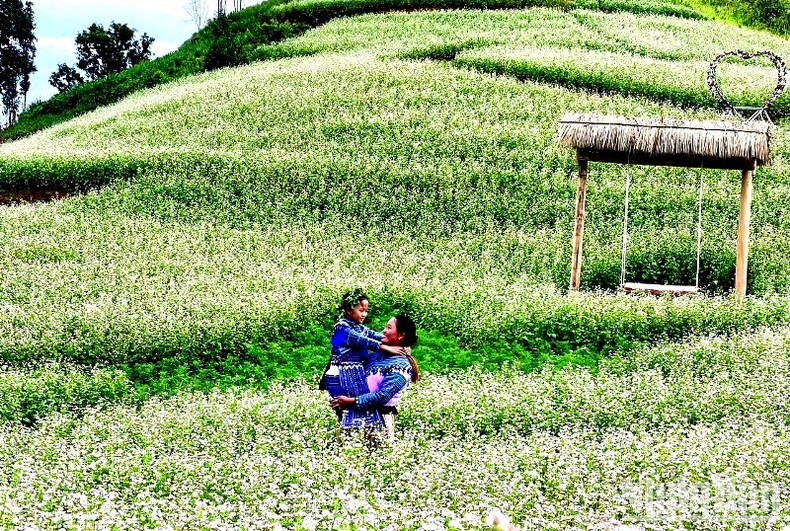 Blancas flores de alforfón en Si Ma Cai. Blancas flores de alforfón en Si Ma Cai.