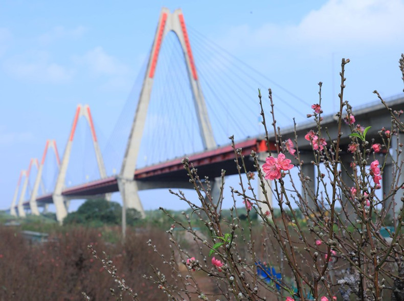 Cuando las flores de melocotón de Nhat Tan comienzan a florecer, se acerca el Año Nuevo Lunar, festival tradicional más grande e importante del pueblo vietnamita.