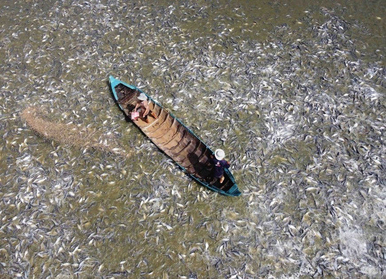 Cría del pescado tra (pangasius) en asociación con empresas de exportación en An Giang. (Fotografía: VNA)
