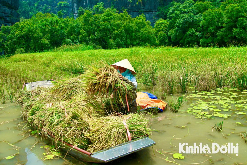 Los campos de arroz en Tam Coc se consideran uno de los más bellos de Vietnam.