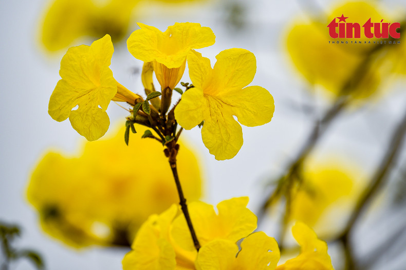 La calle floral llama la atención de una gran cantidad de capitalinos. La calle floral llama la atención de una gran cantidad de capitalinos.