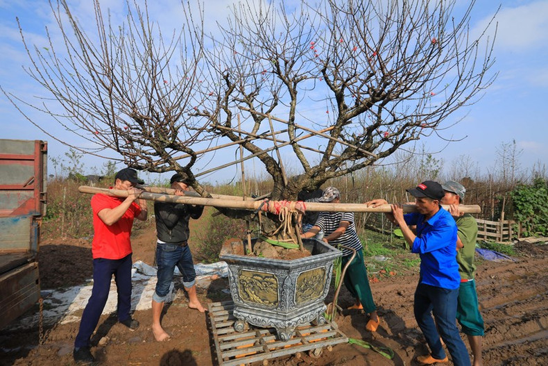 Plantas de Nhat Tan están dispuestas a responder a la demanda de los clientes en todas las regiones del país en ocasión del Tet. Plantas de Nhat Tan están dispuestas a responder a la demanda de los clientes en todas las regiones del país en ocasión del Tet.