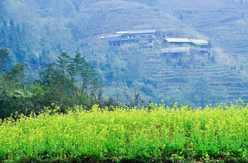 El color amarillo de las flores de mostaza hace brillar a esta meseta rocosa. El color amarillo de las flores de mostaza hace brillar a esta meseta rocosa.