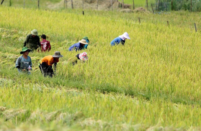La gente cosecha arroz.