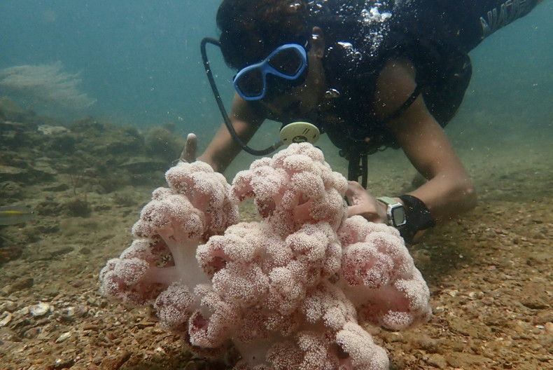 Servicios de buceo para ver los corales en Co To. (Fotografía: Hung Son) Servicios de buceo para ver los corales en Co To. (Fotografía: Hung Son)