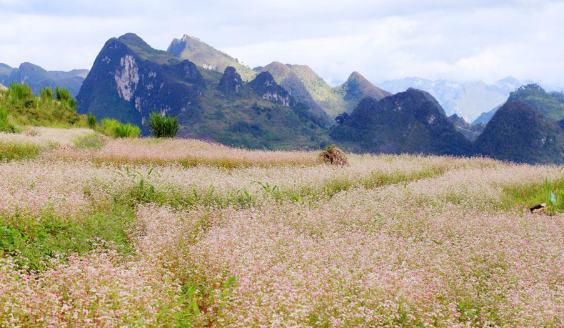 Las flores de alforfón colman un valle de Ha Giang.