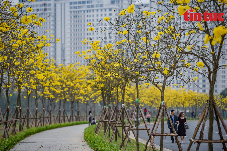 Numerosos jóvenes visitan la calle poblada de guayacanes en la zona urbana de Park City Hanoi, distrito de Ha Dong. Numerosos jóvenes visitan la calle poblada de guayacanes en la zona urbana de Park City Hanoi, distrito de Ha Dong.