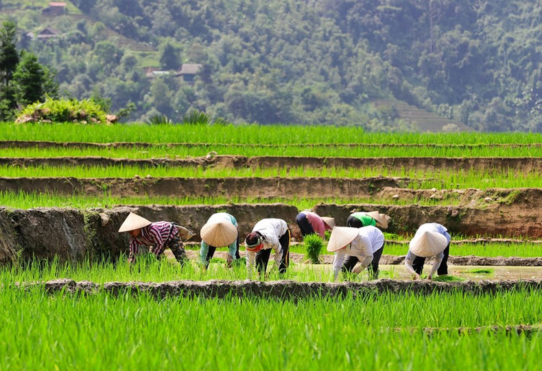 Los agriculturores siembran arroz cuando hay agua. Los agriculturores siembran arroz cuando hay agua.
