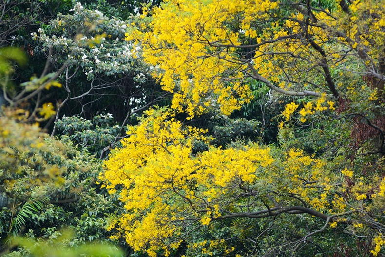 La flor Lim xet o flamboyán dorado muestra su color amarillo en medio del bosque.