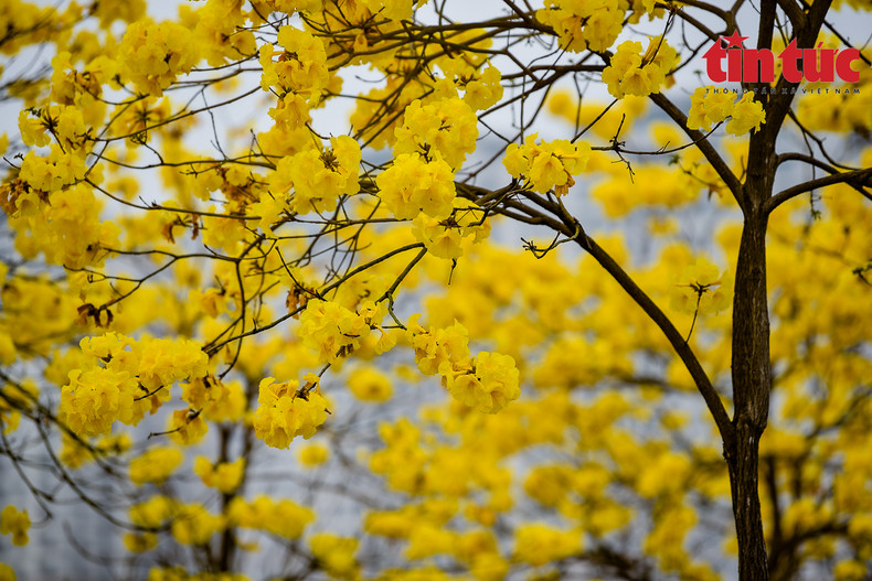 Esta flor se encuentra en Brasil, Bolivia, Perú, Paraguay, y Argentina. Esta flor se encuentra en Brasil, Bolivia, Perú, Paraguay, y Argentina.