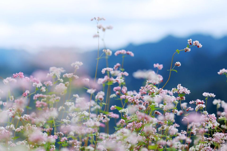 Cultivadas en las altas montañas del norte, las flores de alforfón aparecen con pétalos agrupados en forma de pirámide, en cuyo centro hay semillas vasculares.