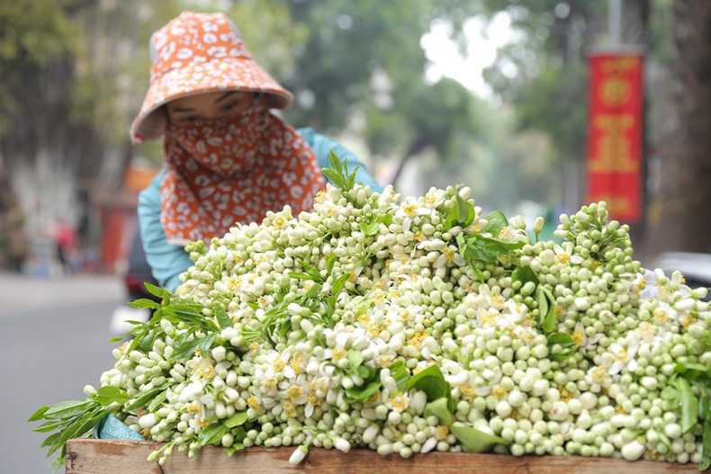 Flores de pomelo.