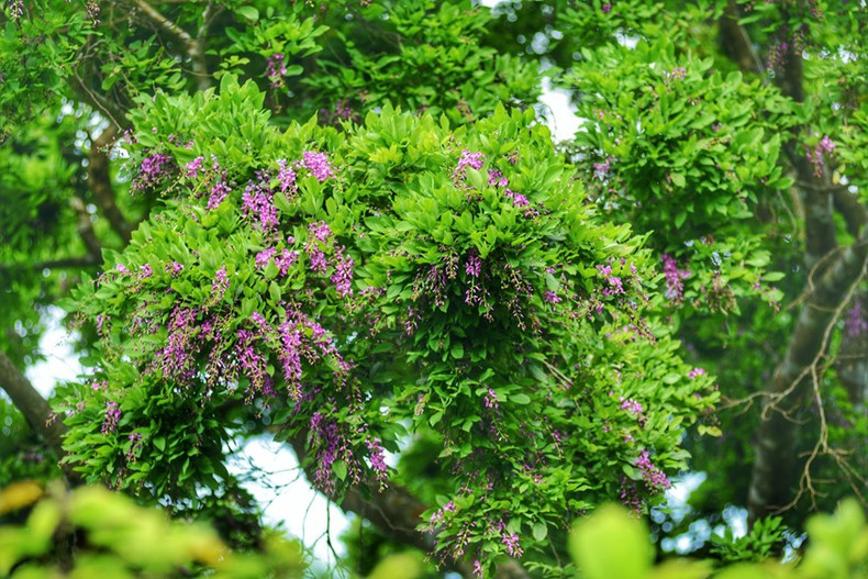 El árbol Than Mat con nombre científico Millettia nigrescens gagnep, tiene flores moradas. El color de las flores tiñe de purpura toda la península de Son Tra por lo que cualquier visitante al llegar aquí se queda extasiado ante la singular belleza de esa flor.