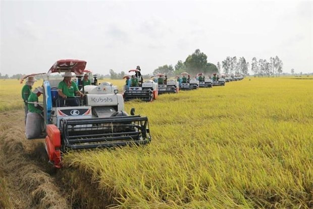 Vietnam se ha confirmado como uno de los mayores exportadores del arroz del mundo. (Fotografía: VNA)