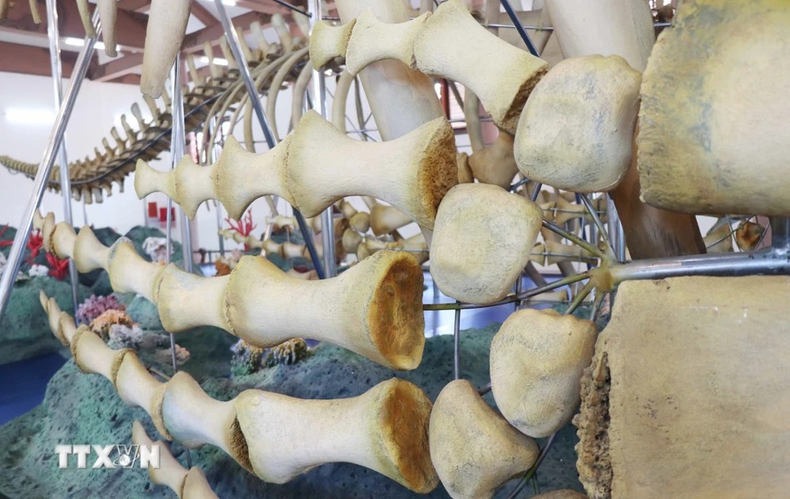 Los huesos de la extrmidad derecha de una ballena. Los huesos de la extrmidad derecha de una ballena.