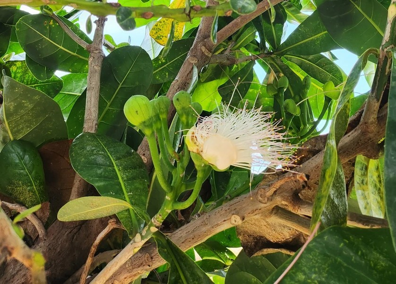 Las flores de barringtonia asiática solo florecen por la noche.