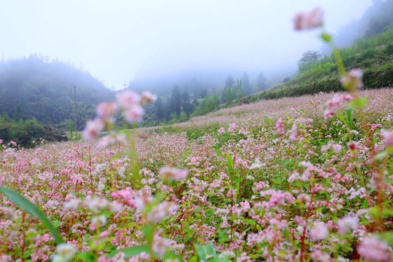 Su color es blanco en los primeros días de florecimiento y luego rosado suave.