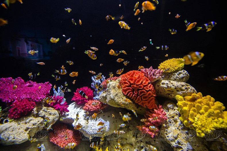 El diseño del lugar recrea el ecosistema bajo los arrecifes de coral, hogar de peces multicolores.