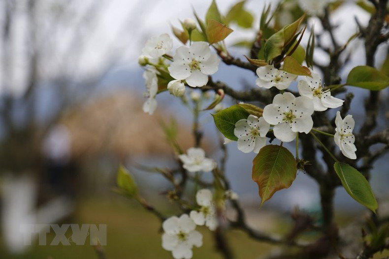 Blancas flores de pera en las colinas en la comuna de Hong Thai.