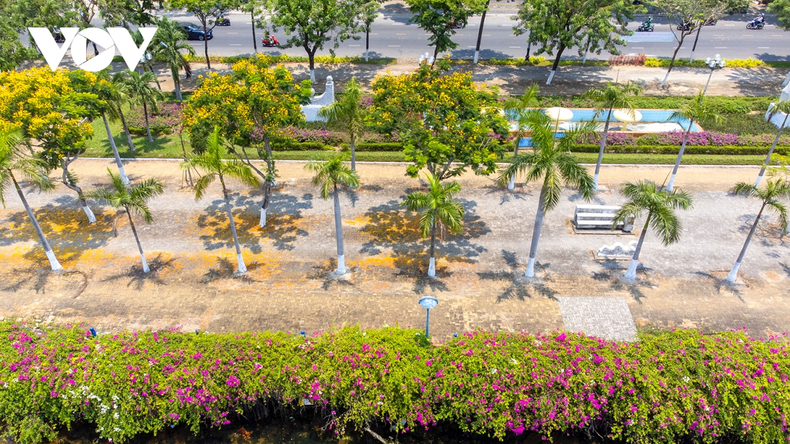 Las flores Giay (buganvilla) y Giang Huong (padauk de Birmania) muestran colores brillantes. Las flores Giay (buganvilla) y Giang Huong (padauk de Birmania) muestran colores brillantes.