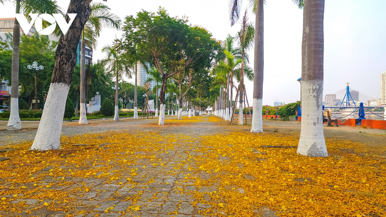 Los pétalos de Giang Huong forman una alfombra amarilla en la acera. Los pétalos de Giang Huong forman una alfombra amarilla en la acera.