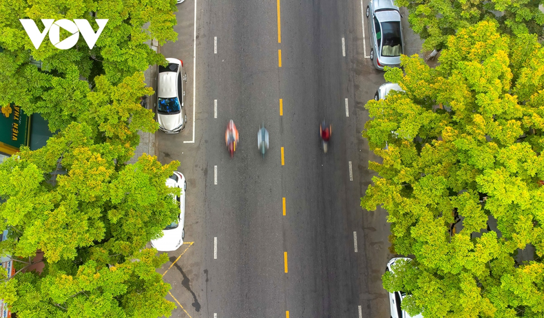 Flores de Giang Huong amarillas con una fragancia agradable. Flores de Giang Huong amarillas con una fragancia agradable.