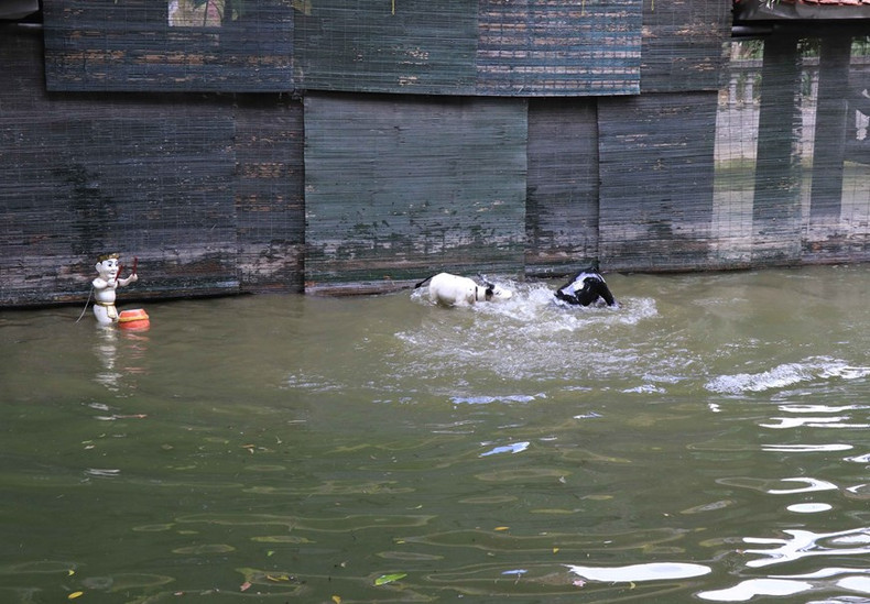 El combate de búfalos interpretado por los artistas de Dong Ngu. El combate de búfalos interpretado por los artistas de Dong Ngu.