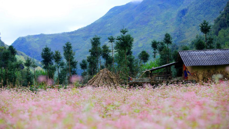 El color rosado suave de las flores de alforfón cubre los valles de Ha Giang.