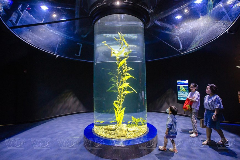 Los visitantes pueden caminar a lo largo de la vía de 650 metros de longitud, que recorre diferentes zonas temáticas.