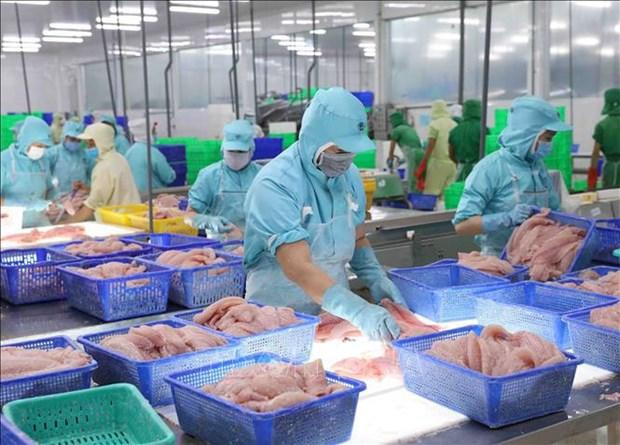Vietnam ingresó cho mil 500 millones de dólares en los primeros nueve meses del año por las exportaciones de productos acuáticos. (Fotografía: VNA) Vietnam ingresó cho mil 500 millones de dólares en los primeros nueve meses del año por las exportaciones de productos acuáticos. (Fotografía: VNA)