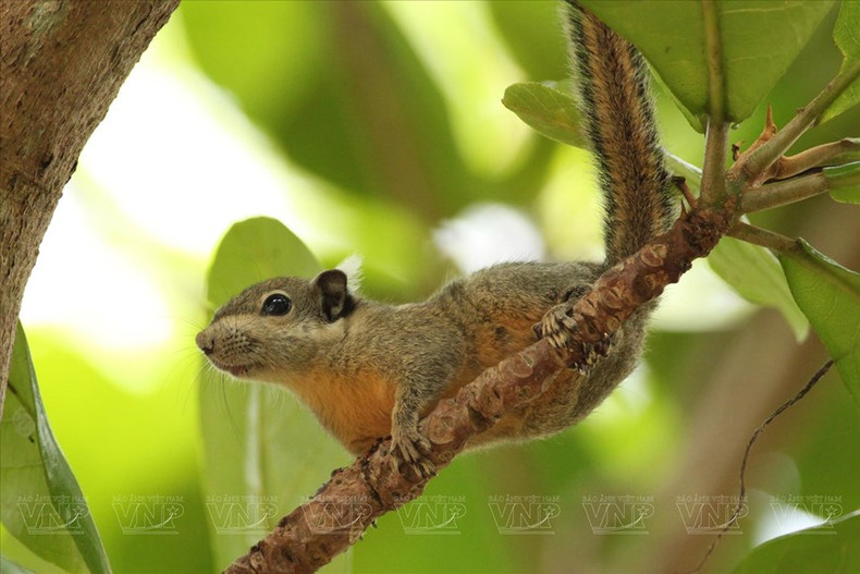 Ardilla de patas amarrillas en la reserva natural Binh Chau - Phuoc Buu. (Fuente:VNA)