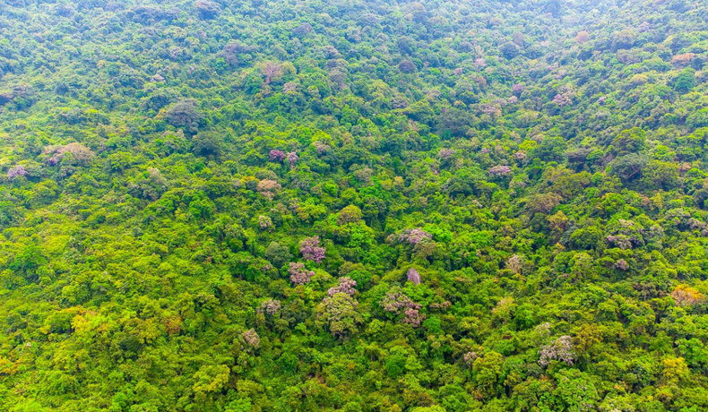 La península de Son Tra, en el distrito homónimo, está a unos 10 kilómetros al noreste del centro de Da Nang. Por estos días, la temporada de cambio de hojas crea paisajes fascinantes.
