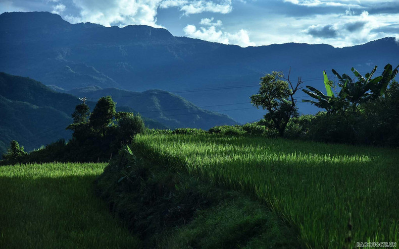 El verdor de los arrozales en terrazas en período de crecimiento. (Fotografía: baoquocte.vn) El verdor de los arrozales en terrazas en período de crecimiento. (Fotografía: baoquocte.vn)